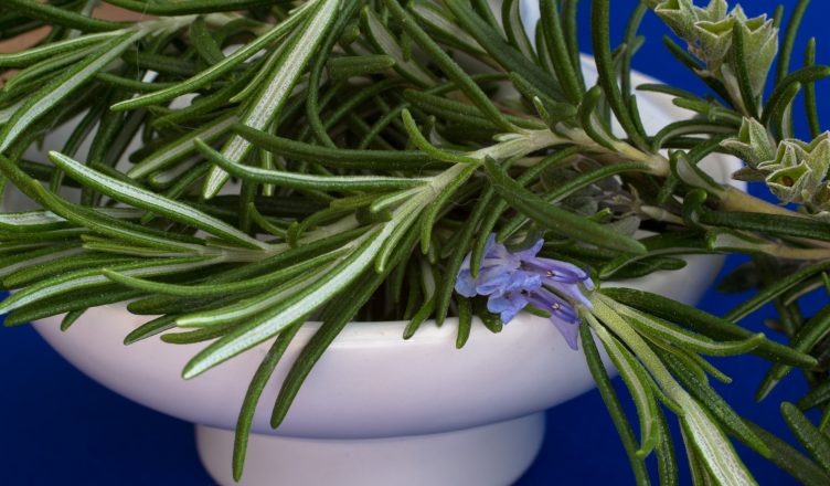 Rosmarin æterisk olie kommer af planten her
