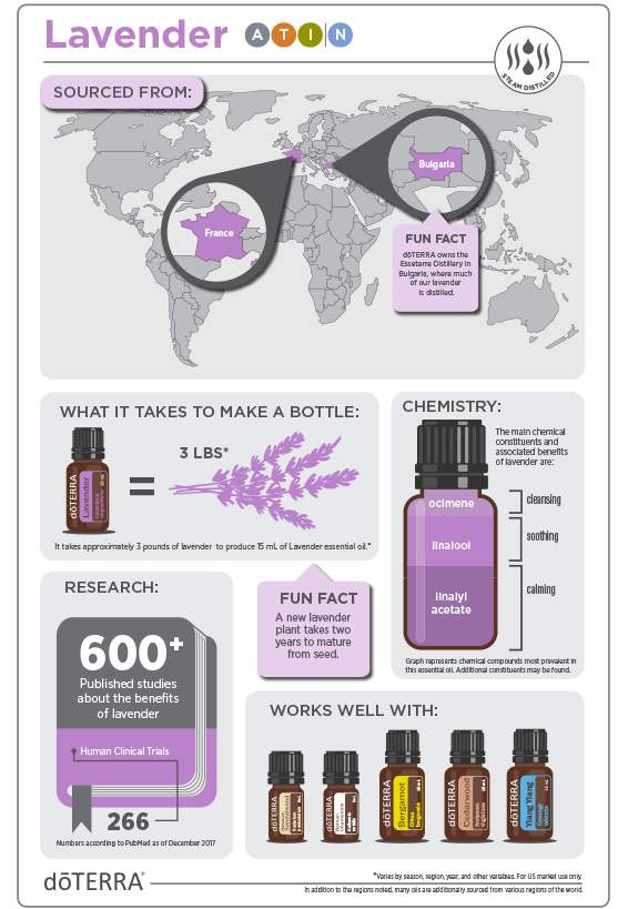 Lavender infographic fra doTERRA