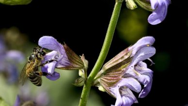 Clary Sage æterisk olie